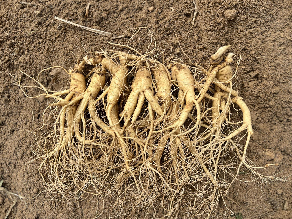 Why 6-Year Roots? The Science Behind Jung Kwan Jang's Gold Standard